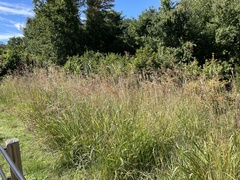 Agrostis gigantea