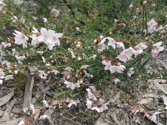 Boronia floribunda