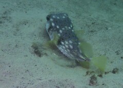 Dicotylichthys punctulatus