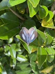Eirmocides absimilis