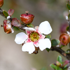 Leptospermum scoparium