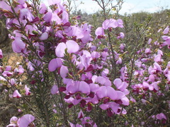 Gompholobium scabrum