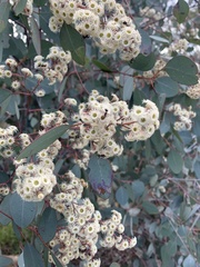 Eucalyptus polyanthemos