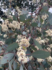 Eucalyptus polyanthemos