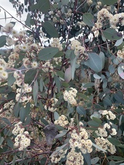 Eucalyptus polyanthemos