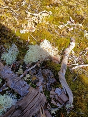 Cladonia portentosa