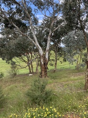 Eucalyptus polyanthemos