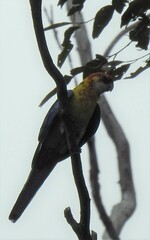 Platycercus eximius x adscitus