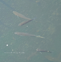 Xiphophorus hellerii