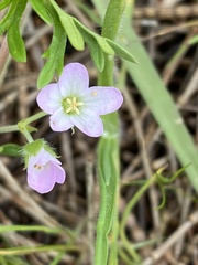 Geranium retrorsum
