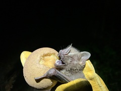 Artibeus jamaicensis