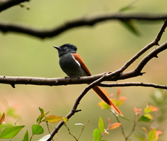 Terpsiphone viridis granti