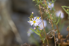 Symphyotrichum ascendens