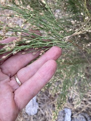 Baccharis sarothroides