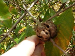 Callirhytis quercuspunctata