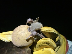 Artibeus jamaicensis