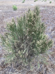 Baccharis sarothroides