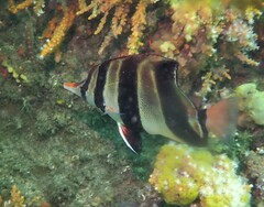 Chelmonops truncatus