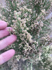 Baccharis sarothroides