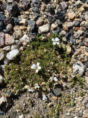 Caryophyllaceae