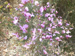 Gompholobium scabrum