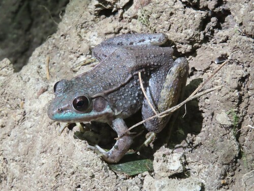 Green Frog photographed in Missouri