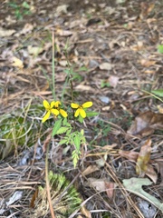Bidens bipinnata