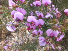 Gompholobium scabrum