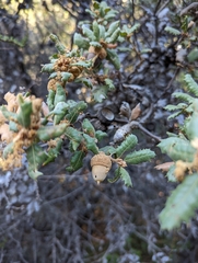 Quercus durata durata