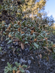 Quercus durata durata