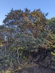 Quercus durata durata