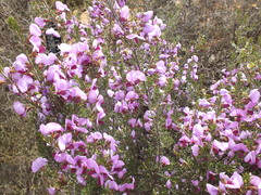 Gompholobium scabrum