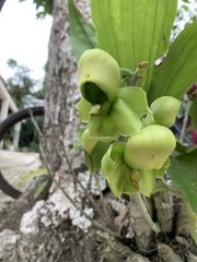 Catasetum integerrimum