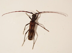Diotimana undulata