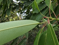 Daphniphyllum oldhami