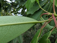Daphniphyllum oldhami