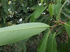 Daphniphyllum oldhami