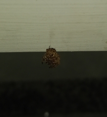 Plexippus paykulli