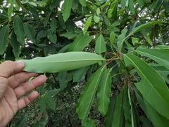 Daphniphyllum oldhami