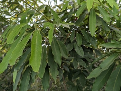 Daphniphyllum oldhami