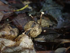 Podosordaria