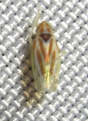 Erythridula