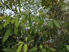 Daphniphyllum oldhami