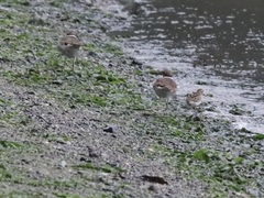 Charadrius vociferus