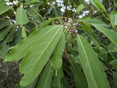 Daphniphyllum oldhami