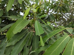 Daphniphyllum oldhami