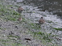 Charadrius vociferus