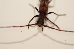 Diotimana undulata