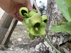 Catasetum integerrimum