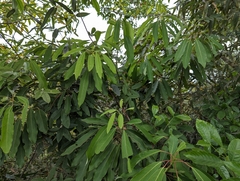 Daphniphyllum oldhami